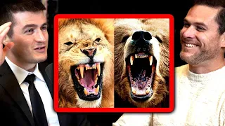 Bear vs Lion: Who wins? | Roger Gracie and Lex Fridman