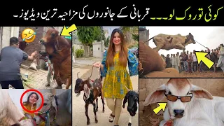 Most Funny Moments Of Qurbani Animals 😅😜 -part:-2nd | Eid UL Adha 2024 funny videos