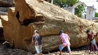 Sawing And Cutting Teak Wood Is Horrible And Most Expensive || Sawmill