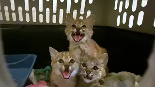 Bobcat Kittens' Cutest Moments