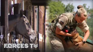 How British Army Dogs And Horses Are Trained | Forces TV