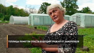 Теплицы помогли спасти будущий урожай от заморозков