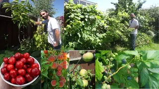 10 great fruits to grow in cold climates! | Permaculture | Food forest | Growing fruit