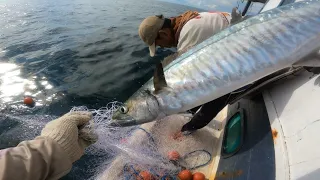 Awalnya hanya kawanan ikan tongkol yang melompat tapi ternyata isinya ikan ini semua