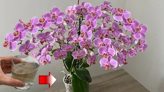 Do This Urgently! The orchid will bloom like crazy and produce lots of roots.