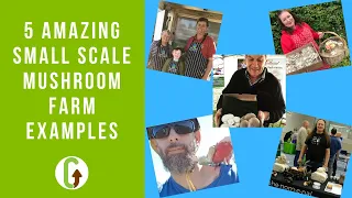 5 Amazing Small Scale Mushroom Farm Examples | GroCycle