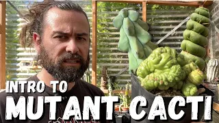 Mutant cacti: the weird and the beautiful