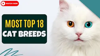 Get Ready to Be Amazed by the 18 Coolest Cat Breeds Ever