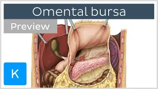Omental bursa: lesser sac, boundaries (preview) - Human Anatomy | Kenhub