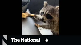 #TheMoment a racoon wandered into a busy Toronto McDonald's