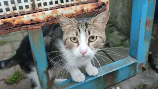 Street cats waiting for me🤍