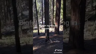 Bigfoot sighting in sequoia