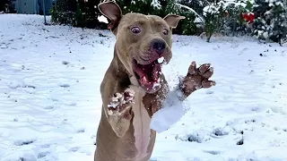 Chiens Réagissant à La Première Neige - Défi Essayez de ne pas rire!