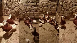 қизил хакка ни зурлари томоша  #Андижанские Голуби#kabootar bazi#kabutar#pigeon#pigeons#кабутар