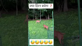 Deer 🦌 in danger 😱 Pitbull dog attack on deer 🦌 😓😭 #shorts #deer #hunting #dangerous