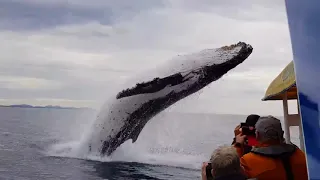 Прыжок кита перед прогулочным судном