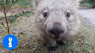 Furry Wombats Rolling Over - FUNNIEST Compilation