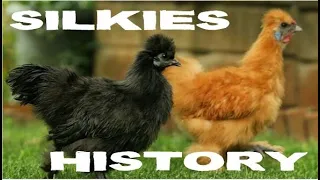 SILKIES BANTAM CHICKEN CHARACTERISTICS AND HISTORY