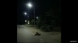 Кошки помогают раненой собаке перейти дорогу. Cats help an injured dog cross the road.