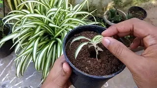 Spider Plant (chlorophytum Comosum) Propagation Method-1 By Gardengraduate