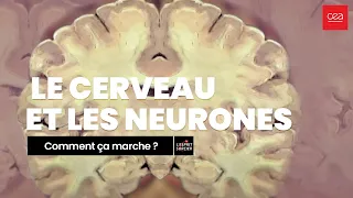 [Comment ça marche] Le cerveau et les neurones