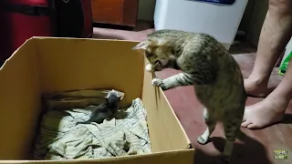 Mother cat hides her baby kittens