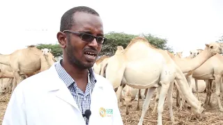 Somalia| Camel breeding farms spread in Mogadishu