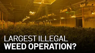 $10M Cash, 100K Plants Seized in East Bay Illegal Marijuana Operation: Sheriff