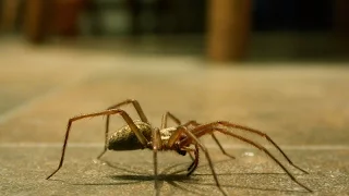 Spiders are GOOD, here's why you shouldn't be afraid to let them in