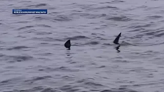 They're back: Great white sharks spotted off Cape Cod