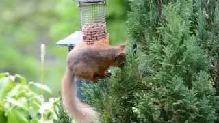 Red Squirrel at The Leathes Head