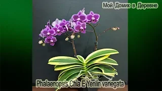 Phalaenopsis Chia E Yenlin variegata !!! Посадка в закрытую систему