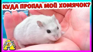 Что с  хомяком КУКИ /  хомяк из банки / весенняя линька у хомяка / Alisa Easy Pets