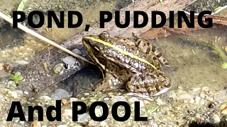 NO 49, Pond, Pudding and Pool
