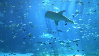 largest aquarium tank in the world - world's largest aquarium
