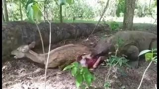 Komodo Dragon eating a pregnant deer alive, so brutal.. 🔥