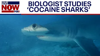 'Cocaine Sharks' ingest smuggled drugs dumped in ocean | LiveNOW from FOX