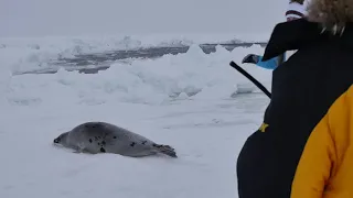 Меня укусил гренландский  тюлень на Белом море