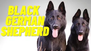 Black German Shepherd - Top 10 Facts and Things to Know about the All Black German Shepherd