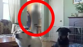 13 Creepy Times Dogs Were Seeing Things Their Owners Couldn’t