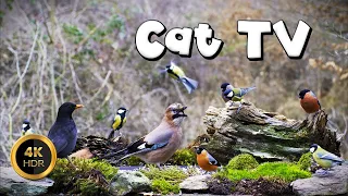 Cat TV for Cats to Watch 🐈 - FLY BIRDIE, FLY 🐦‍⬛ (4K)