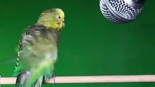 Реакция попугая на Микрофон 😂