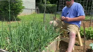 Pruning Onions [] Spooning Onions [] How and why to do it