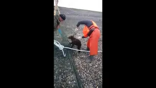 Сахалинские рыбаки спасли медвежонка