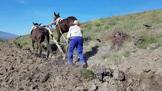 Labrando con mulas nuestros viñedos