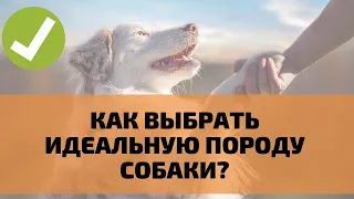 Как выбрать себе идеальную собаку? Какая порода собак мне подходит?