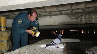 Лена с Димой из МЧС идут на чердак спасать голубей