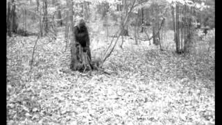 Clear Image Bigfoot Captured on Game Camera at Greenbrier Sporting Club Breakdown