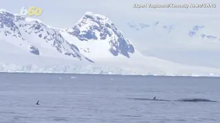 Must See! This Is the Moment a Penguin Escapes a Killer Whale by Jumping Onto Tour Boat