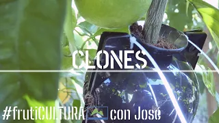 ✖ Cómo CLONAR y multiplicar Plantas a través de tallos y ramas 🪞🌿 frutiCULTURA #LdN